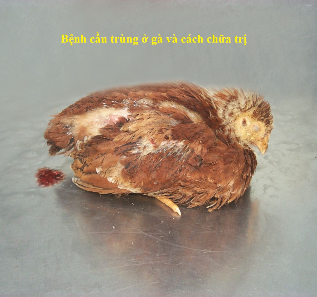 bệnh cầu trùng ở gà