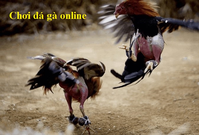 cách chơi đá gà online